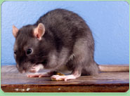 rat control Port Glasgow