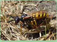 wasp control Port Glasgow